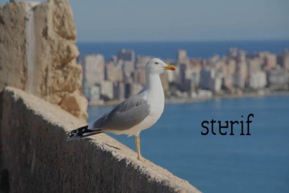 Sterif – A Modern Serif Font for Web Design